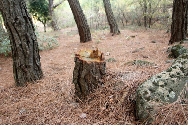 Best Storm Damage Tree Cleanup  in Middletown, PA